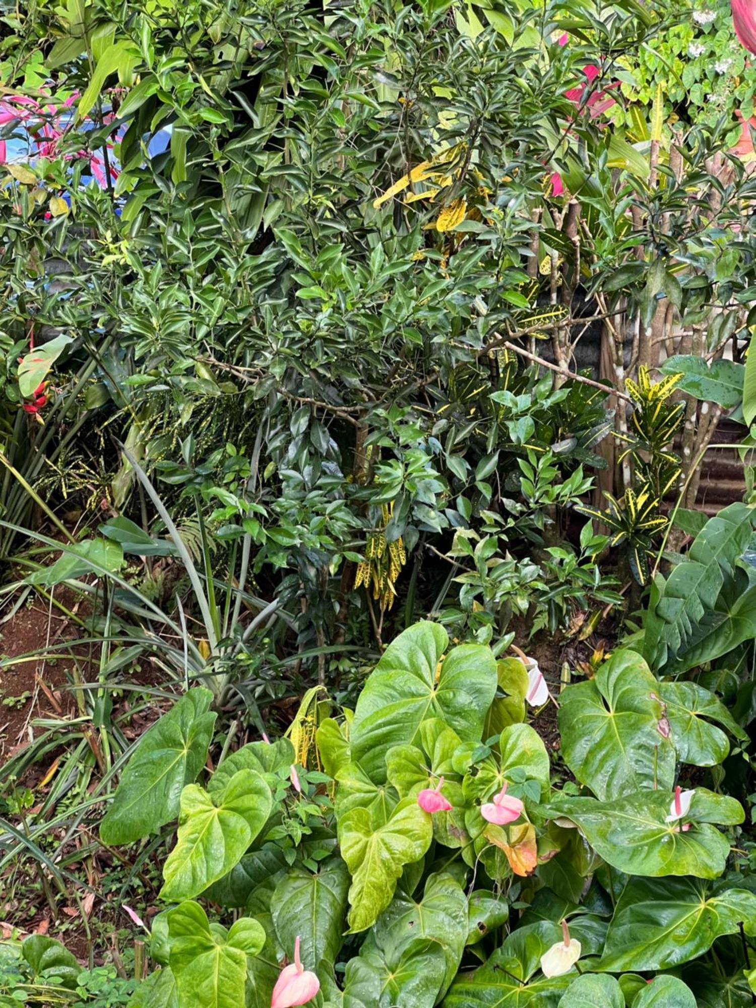 Le Ketmie Nature Et Decouverte Fond-Saint-Denis Ngoại thất bức ảnh